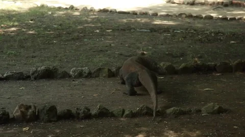 Komodo dragon Stock Footage 44917272