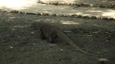 Komodo dragon Stock Footage 44917275