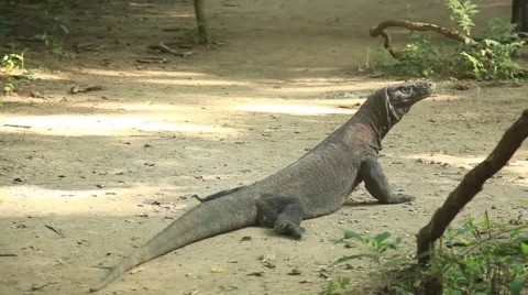 Komodo dragon Stock Footage 44917283