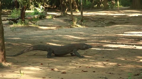 Komodo dragon Stock Footage 44917286