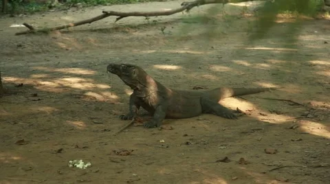 Komodo dragon Stock Footage 44917298