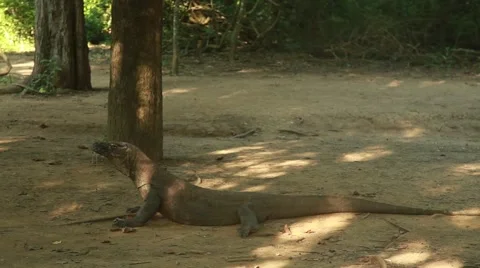 Komodo dragon Stock Footage 44917304