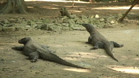 Komodo dragon Stock Footage 44917307