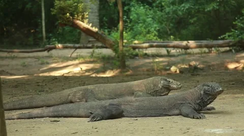 Komodo dragon Stock Footage 44917314