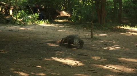 Komodo dragon Stock Footage 44917323