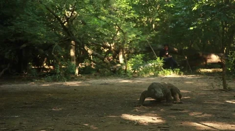 Komodo dragon Stock Footage 44917330