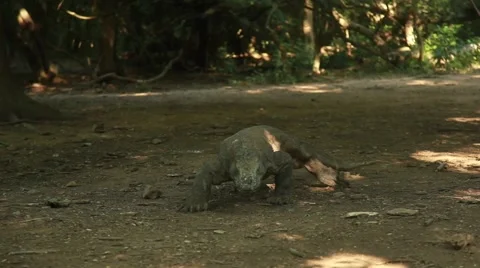 Komodo dragon Stock Footage 44917342
