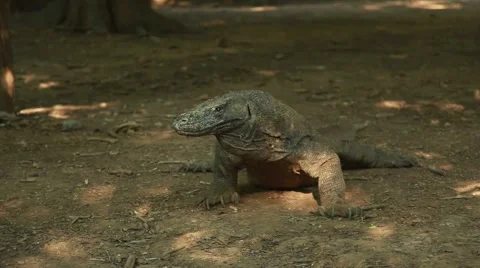 Komodo dragon Stock Footage 44917345