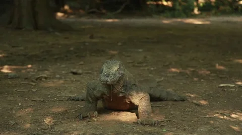 Komodo dragon Stock Footage 44917352