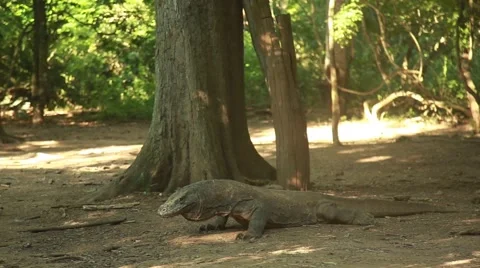 Komodo dragon Stock Footage 44917356
