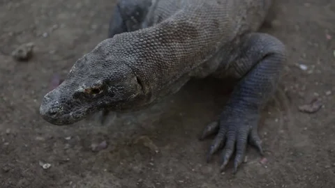 Komodo Dragon Stock Footage 81283327