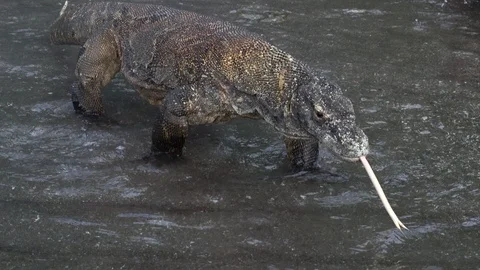 Komodo Dragon Stock Footage 86496761