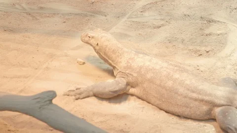 Komodo Dragon Stock Footage 86656452