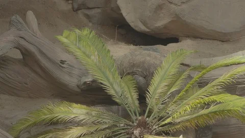 Komodo Dragon Stock Footage 86664613