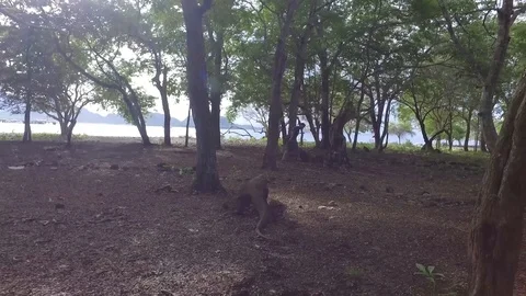 Komodo Dragon Stock Footage 92084298