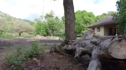 Komodo Dragon Stock-Footage 92084536