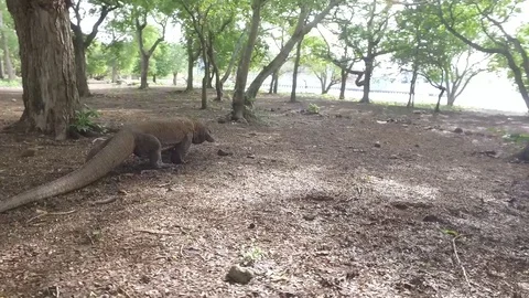 Komodo Dragon Stock Footage 92084558