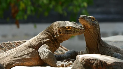 Komodo Dragon Stock Footage 128077181