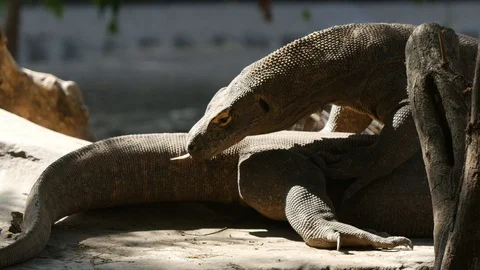 Komodo Dragon Stock Footage 128079907