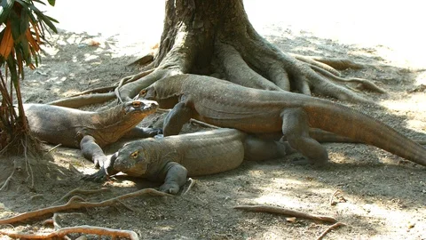 Komodo Dragon Stock Footage 128079957