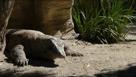 Komodo dragon Stock Footage 132398128