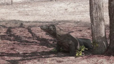 Komodo dragon Stock Footage 133718434