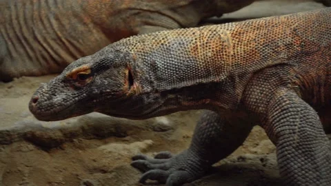 Komodo dragon Video stock 151656091