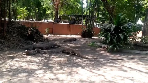 Komodo dragon Video stock 213300161