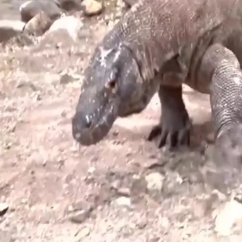 The komodo dragon Video stock 223374467