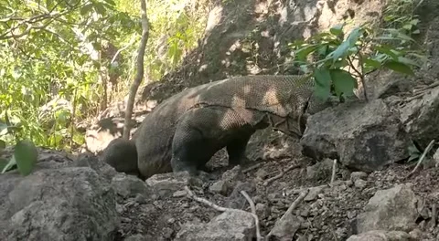 Komodo dragon Stock Footage 226684372
