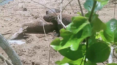 Komodo dragon Stock Footage 226684620