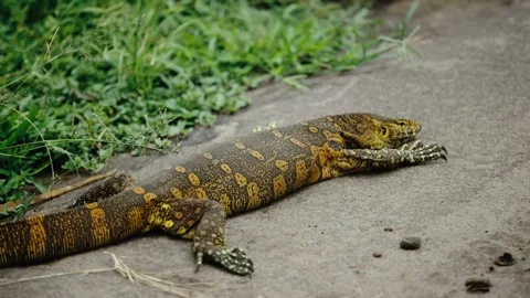 Komodo dragon Stock Footage 229333161