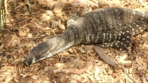 Komodo dragon Stock Footage 229333345