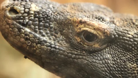Komodo dragon Stock Footage 229333457