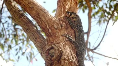 Komodo dragon Stock Footage 229333708