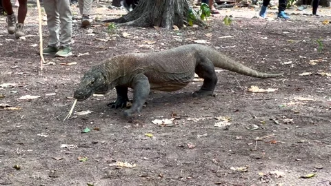 Komodo Dragon Stock Footage 280887569