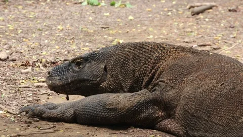 Komodo dragon Stock Footage 296353604