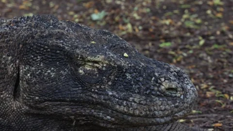 Komodo dragon Stock Footage 296353619