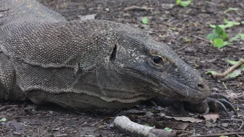 Komodo dragon Stock Footage 296353785