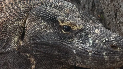 Komodo dragon Stock Footage 296353838
