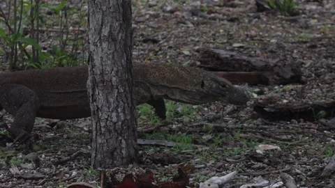 Komodo dragon Stock Footage 296353914