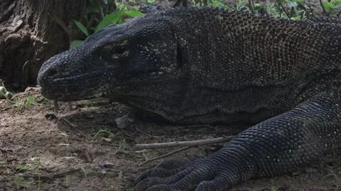 Komodo dragon Stock Footage 296353939