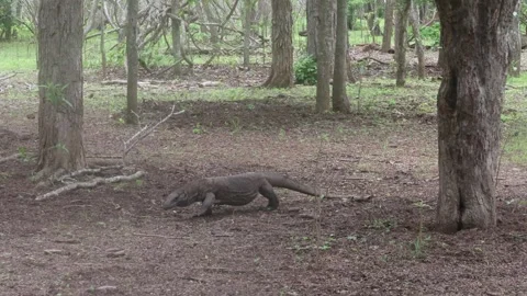 Komodo dragon Stock Footage 296354113