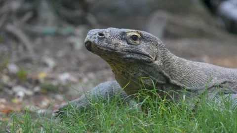 Komodo Dragon Stock Footage 323336867