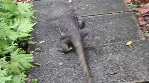 Komodo dragon on footpath Stock Footage 7763271