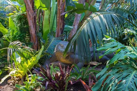 Komodo dragon in the forest Stock Photos