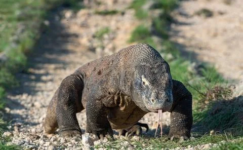 Komodo dragon with the  forked tongue sniff air.  Close up portrait. The Komo Stock Photos