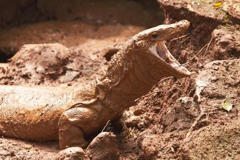 A Komodo dragon gaping Stock Photos