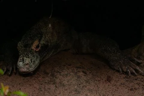 Komodo dragon is on the ground in the dark Stock Photos