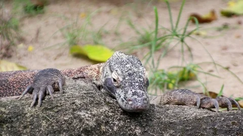 Komodo dragon is on the ground Stock Footage 83435550